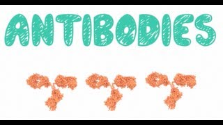 Antibodies  Biology Tutorial [upl. by Lacagnia]