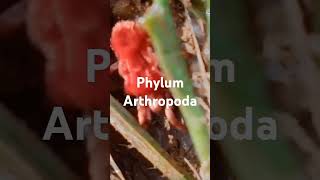 PHYLUM ARTHROPODA [upl. by Enoval]