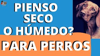 🐶QUÉ PIENSO ESCOJO PARA MI PERRO SECO o HÚMEDO [upl. by Edee]