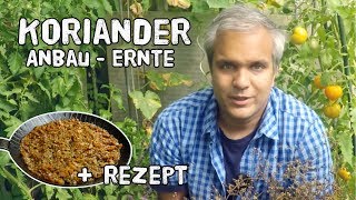 Koriander  Aussaat Anbau Ernte  Rezept [upl. by Weisburgh714]