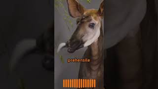 Meet the Okapi The Enigmatic Forest Giraffe animals nature shorts [upl. by Nileve614]