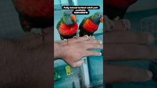 Lorikeet at low price 😱🤯bird viralshort ternding videos [upl. by Atiuqad]