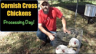 Raising Cornish Cross Chickens For Meat 75 Weeks Old The Final Step [upl. by Otcefrep]