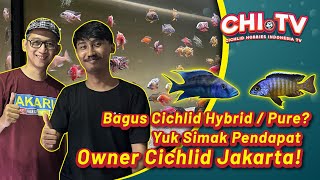 NGOBROL BAHAS CICHLID HYBRID DAN PURE BARENG OWNER CICHLID JAKARTA [upl. by Adnarym]