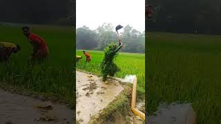 PAGALPANTI 🤣viralvideo farmer shortsfeed farming shorts shortvideo short viralvideo video [upl. by Ondrej]