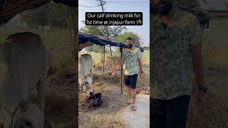 Short 419  Our calf having milk for the first time at injapur farm  Vamshi Krishna Reddy [upl. by Genia530]