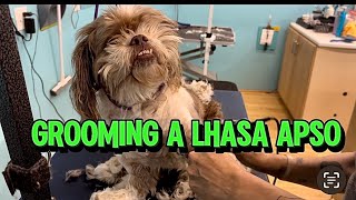 GROOMING A LHASA APSO IN NEED OF A HAIRCUT 🐶😮🤯 [upl. by Grosmark]