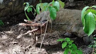 The top 13 komodo dragons attack and prey on their prey alive [upl. by Janicki]