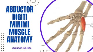 Abductor Digiti Minimi Muscle Anatomy  Anatomy Lecture Series [upl. by Anifad]