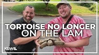 Runaway tortoise back home in Clark County [upl. by Ahsinak]