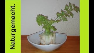 Sellerie einfach nachwachsen lassen regrowing celery MyLovelydeas [upl. by Wadleigh]