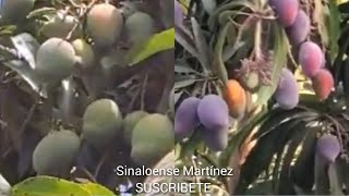 TEMPORADA DE ÉSTE RICO FRUTO EN SINALOA [upl. by Eadrahs]