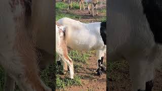 Kambing langganan di silang vs boer [upl. by Binah]