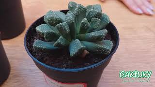 🌵🌸🌵Presentación y Cuidados de Titanopsis y Aloinopsis 🐈🐱 ene 20  Caktuky [upl. by Zetnahs]