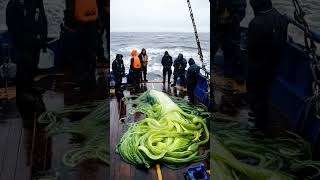 Giant seaweed creature discovered by Fishermen GiantSeaCreatures OceanMysteries [upl. by Calbert]