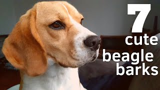 7 Cute Beagle Barks [upl. by Dray990]