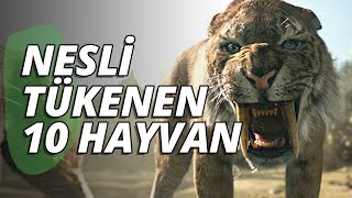 Nesli Tükenen Hayvanlar  En 10 Hayvanlar Listesi [upl. by Lerraf759]