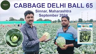 Cabbage Delhi Ball 65 Sinnar September 2024 [upl. by Tabib51]