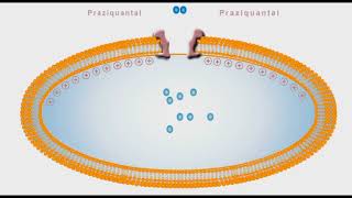 Anthelmintic animation Praziquantal [upl. by Keverne]