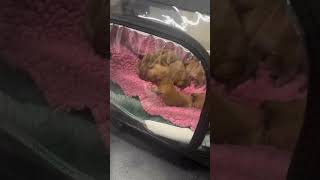 Newborns puppies💕 warrenhousevets dogcaesarian puppy [upl. by Yenolem]