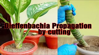 Dieffenbachia Propagation by cutting l How to multiply dieffenbachia plant l Propagate dieffen plant [upl. by Cusack]