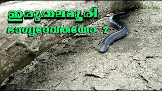 Iruthalamoori Snake  ഇരുതല മൂരിDouble Headed Snake Iruthala Moori Caecilian Fact and Information [upl. by Assenav]