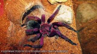 Pamphobeteus sp Platyomma Tarantula  Post Molt Grooming [upl. by Fishbein]