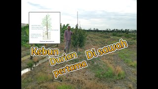 Melawat Kebun Durian pertama di sawah padi mengunakan teknik busut [upl. by Nytsuj]