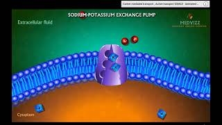 Active Transport Cell Transport Notes [upl. by Ahsael]