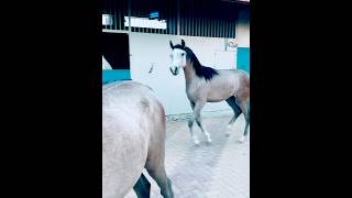 Saudi horse shortvideo wildanimals arabianhorse [upl. by Ynna792]