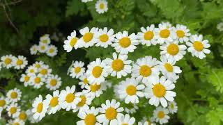 Feverfew  LongLasting Daisy Blooms for Your Garden  2024 flower [upl. by Ayam702]