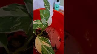 Pest Treatment for Plants  Bubble Bath for Plants 🪴 [upl. by Guillermo]