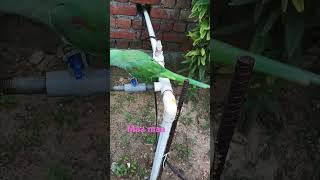 parrot voice 🦜🦜🦜🦜🦜 [upl. by Hindu471]