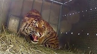 Extremely Rare  Four Siberian Tigers Released Into The Wild [upl. by Hcaz529]