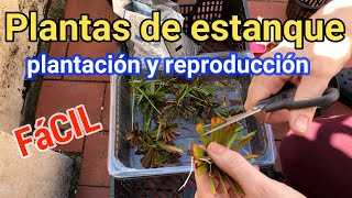 ❤️Plantas de estanque cómo plantarlas y reproducirlas [upl. by Rizan237]