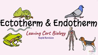 Ectotherm and EndothermBiology BugbearsLeaving Cert BIology [upl. by Cinomod116]