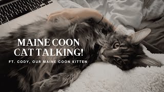 Maine Coon Cat Talking  “I Want My Morning Cuddles” [upl. by Postman]