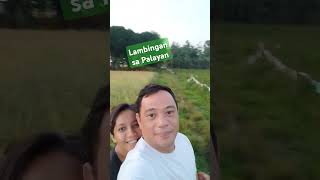 Lambingan sa Palayantrending farm ricefield kafarms goodvibes [upl. by Anerom]