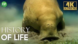 Incredible Journey of Life From Sea to Land  History of Life Episode 3  Wildlife documentary 4K [upl. by Navak]