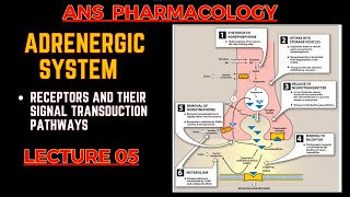 Adrenergic System Basics  Receptors and their Signal transduction  ANS pharmacology L5 [upl. by Riella]