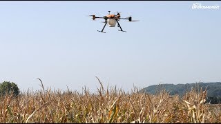 Des drones pour traiter les champs de maïs avec des trichogrammes [upl. by Akimrehs]