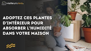 Adoptez ces plantes d’intérieur pour absorber l’humidité dans votre maison [upl. by Hannad864]