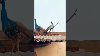 Indian famous peacock original sound viralmor ki dhunmayur calling soundpeacock voice callvideo [upl. by Arleen]