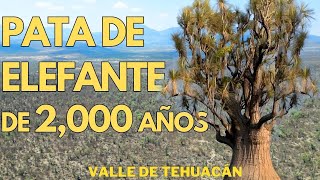 Las Enormes Patas de Elefante del Valle de Tehuacán  Puebla [upl. by Odnolor]