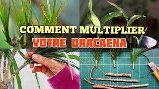 Multiplication du dracaena [upl. by Andrew]