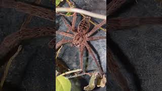 Giant Fishing Spider fishingspider spider love arachnology life entomology dolomedes bug [upl. by Narud]