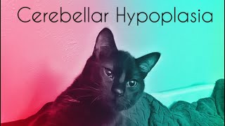 WHAT IS CEREBELLAR HYPOPLASIA [upl. by Lotsyrk]