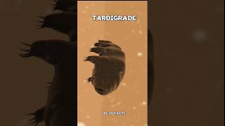 Tardigrade science sciencefacts [upl. by Fowle]