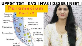 Paramecium Part  2  Protozoans  Animal kingdom  Uppgttgtbiology  KVSpgt  DSSSB  NVS  NEET [upl. by Valeria]