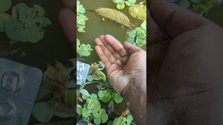 I helped 1 fish go home 🏠 Amazing baby fish 🐠 shorts animals fish [upl. by Peltz662]